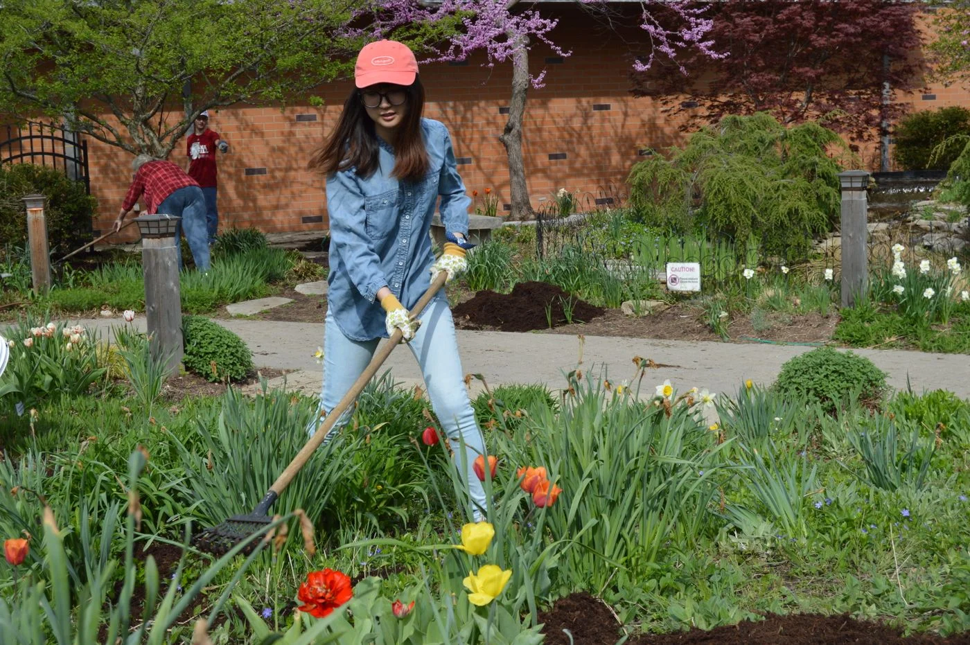 A volunteer raking a community garden while others tend the beds nearby